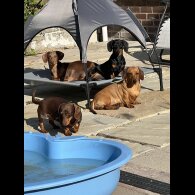 Dachshund (Miniature Smooth Haired)