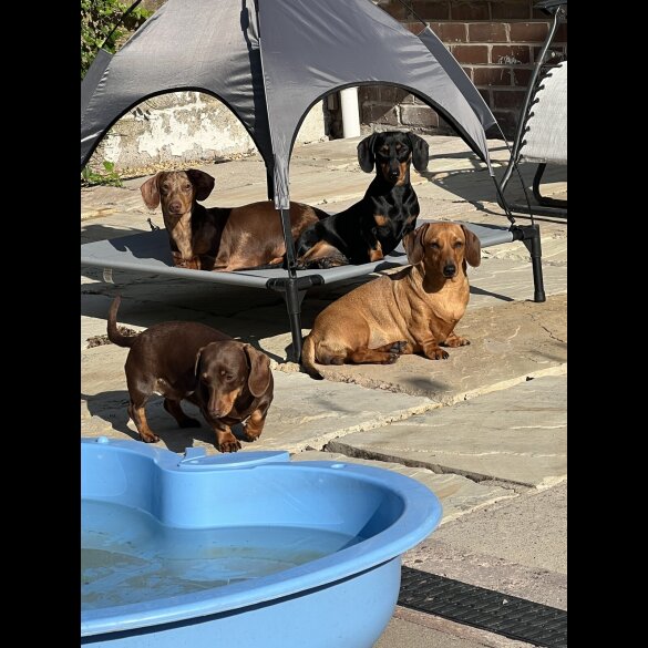 Dachshund (Miniature Smooth Haired)