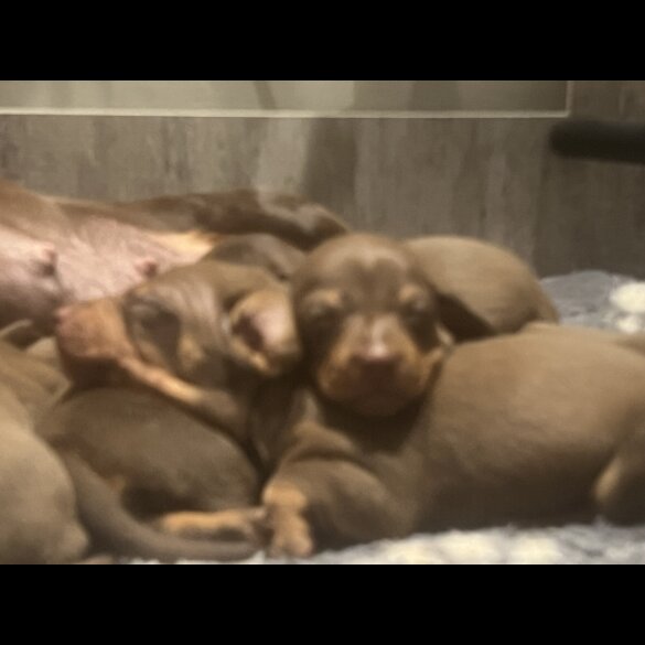 Dachshund (Miniature Smooth Haired)