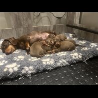 Dachshund (Miniature Smooth Haired)