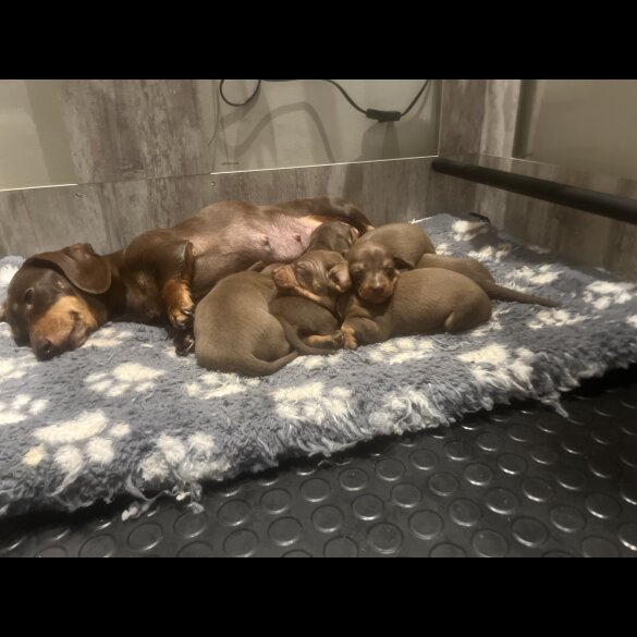 Dachshund (Miniature Smooth Haired)