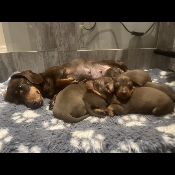 Dachshund (Miniature Smooth Haired)