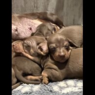 Dachshund (Miniature Smooth Haired)