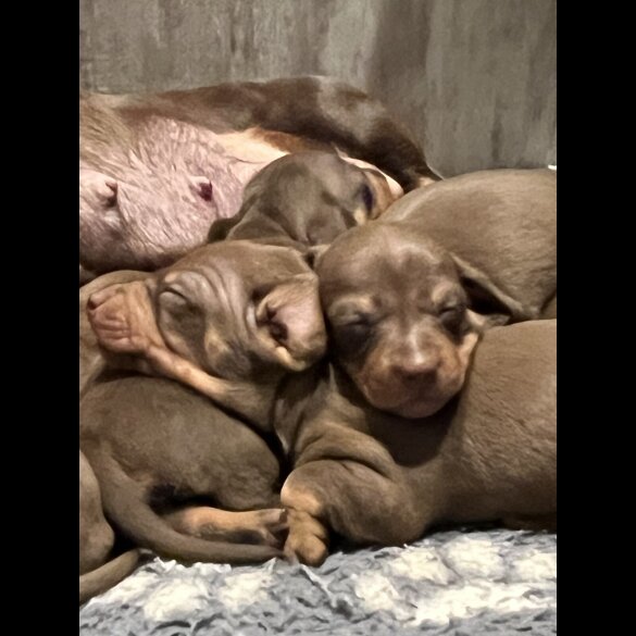 Dachshund (Miniature Smooth Haired)