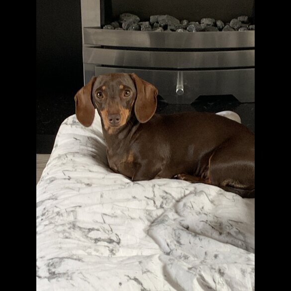 Dachshund (Miniature Smooth Haired)