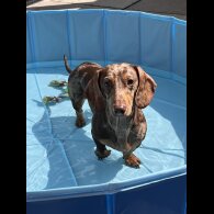 Dachshund (Miniature Smooth Haired)