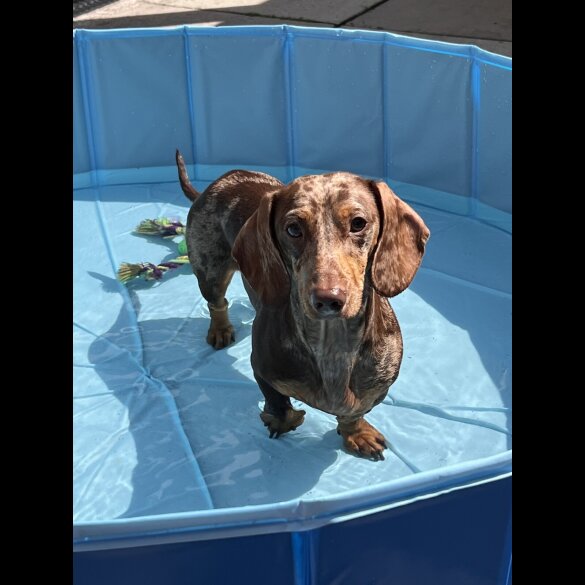 Dachshund (Miniature Smooth Haired)