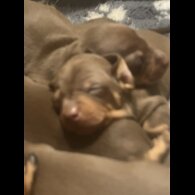 Dachshund (Miniature Smooth Haired)