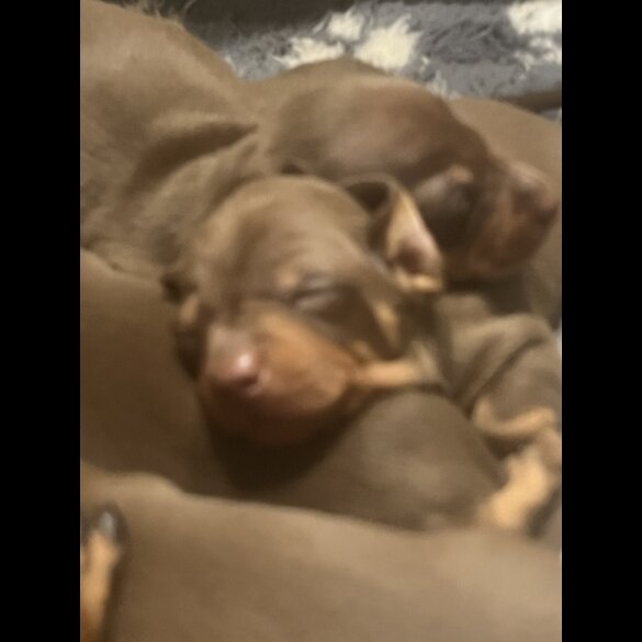 Dachshund (Miniature Smooth Haired)