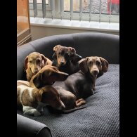 Dachshund (Miniature Smooth Haired)