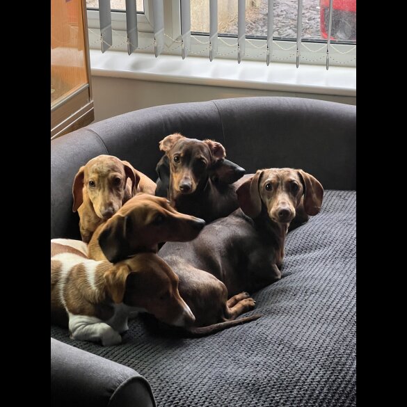 Dachshund (Miniature Smooth Haired)