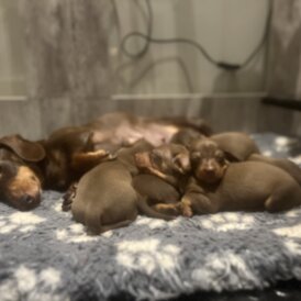 Dachshund (Miniature Smooth Haired)