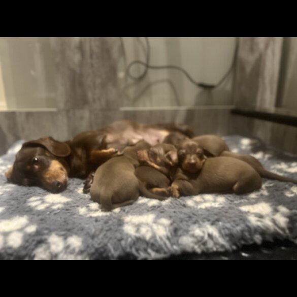 Dachshund (Miniature Smooth Haired)
