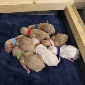 Goldendoodle