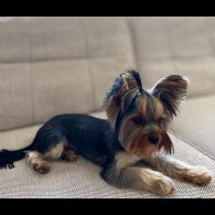 Yorkshire Terrier
