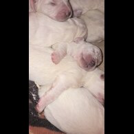 Tatra Mountain Sheepdogs
