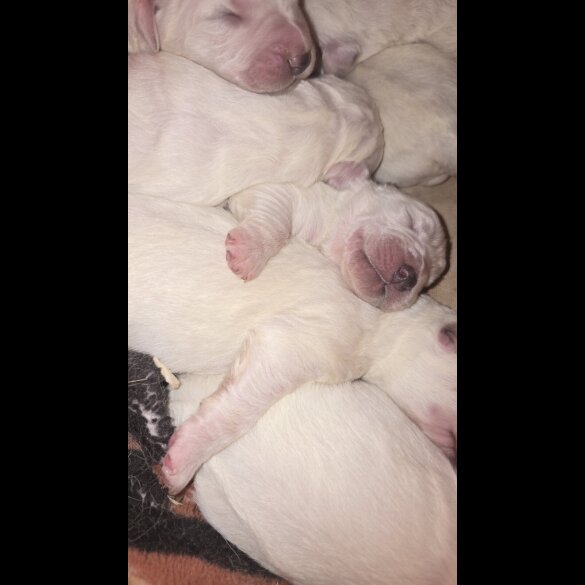 Tatra Mountain Sheepdogs