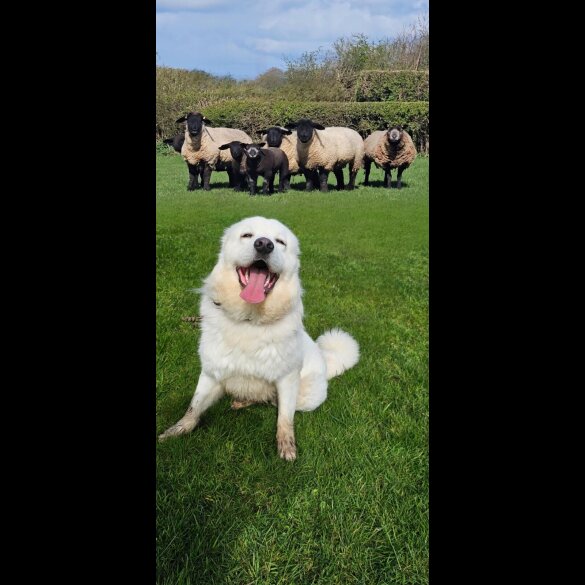Tatra Mountain Sheepdogs