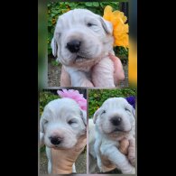 Tatra Mountain Sheepdogs