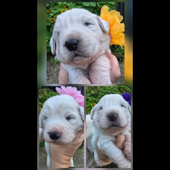 Tatra Mountain Sheepdogs