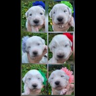 Tatra Mountain Sheepdogs