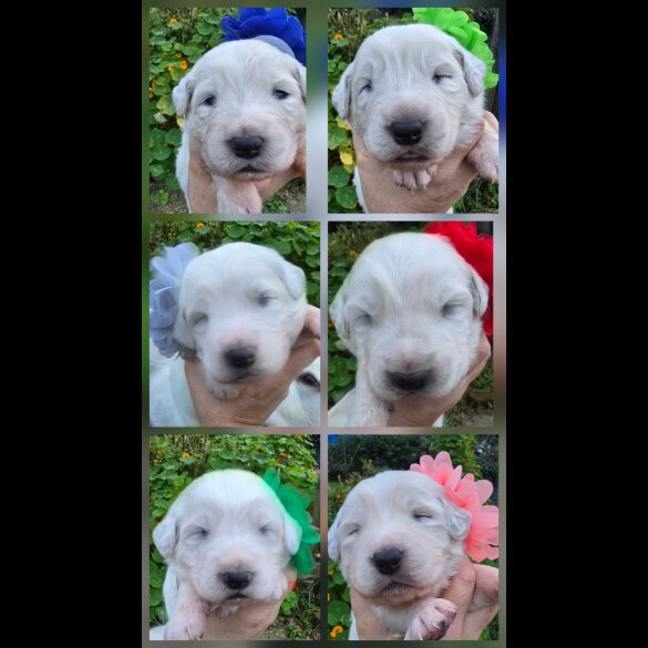 Tatra Mountain Sheepdogs