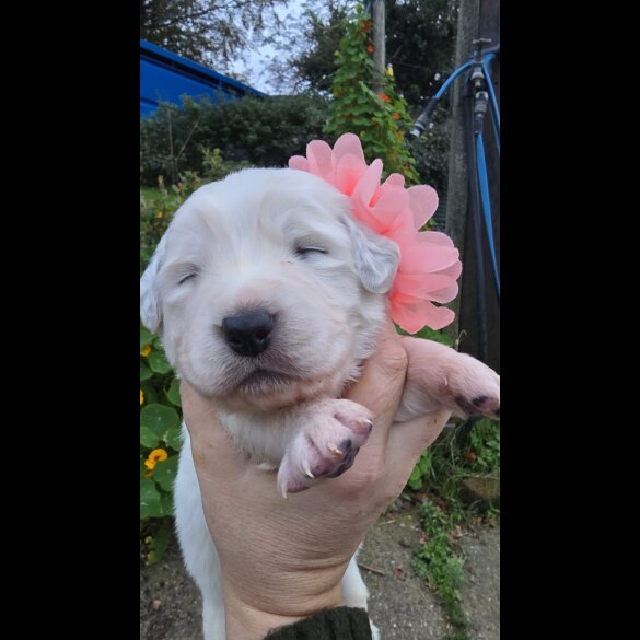 Tatra Mountain Sheepdogs