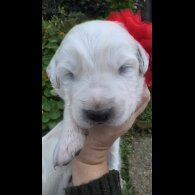 Tatra Mountain Sheepdogs