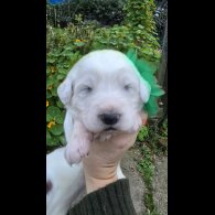 Tatra Mountain Sheepdogs