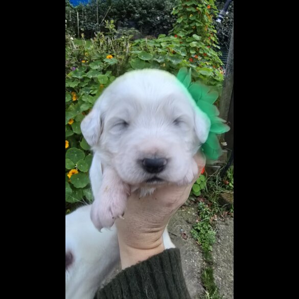 Tatra Mountain Sheepdogs