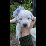 Tatra Mountain Sheepdogs