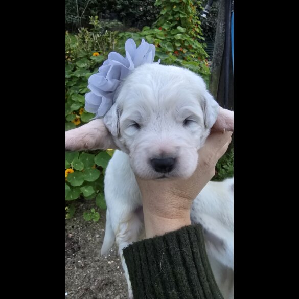 Tatra Mountain Sheepdogs