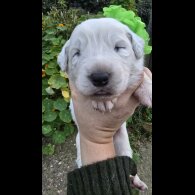 Tatra Mountain Sheepdogs