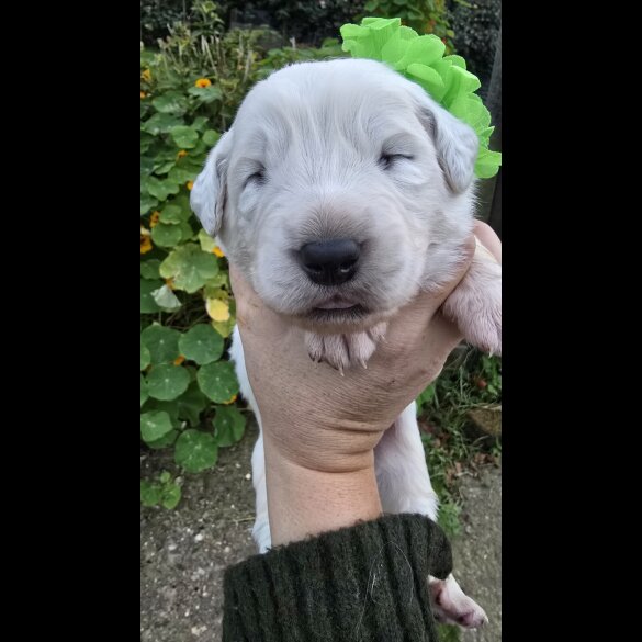 Tatra Mountain Sheepdogs
