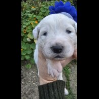 Tatra Mountain Sheepdogs