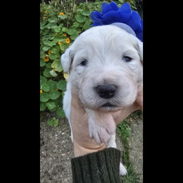 Tatra Mountain Sheepdogs