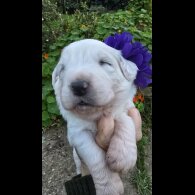 Tatra Mountain Sheepdogs