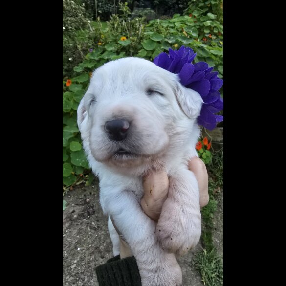 Tatra Mountain Sheepdogs