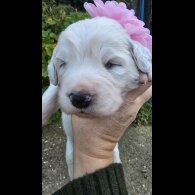 Tatra Mountain Sheepdogs