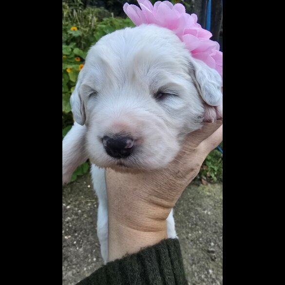 Tatra Mountain Sheepdogs