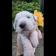 Tatra Mountain Sheepdogs