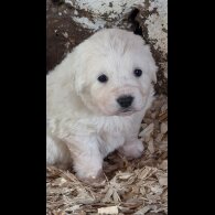Tatra Mountain Sheepdogs