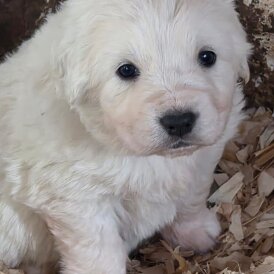 Tatra Mountain Sheepdogs