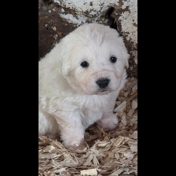 Tatra Mountain Sheepdogs