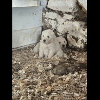 Tatra Mountain Sheepdogs