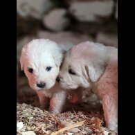 Tatra Mountain Sheepdogs