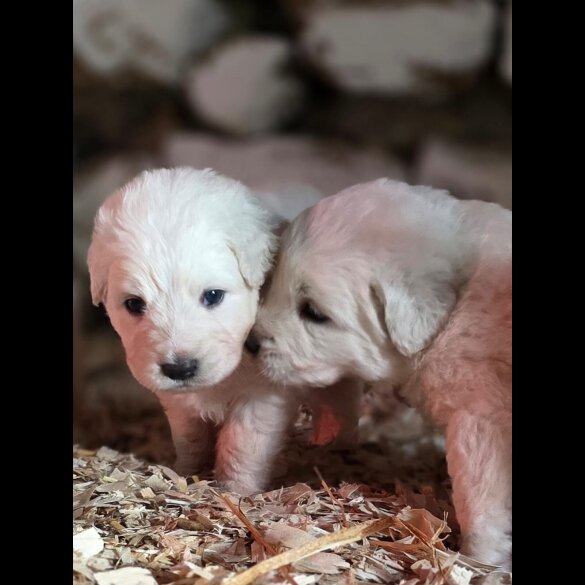 Tatra Mountain Sheepdogs