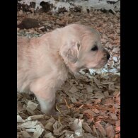 Tatra Mountain Sheepdogs