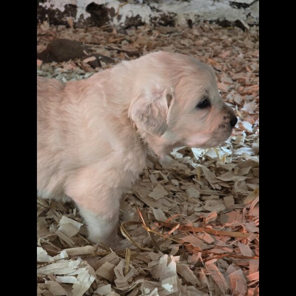 Tatra Mountain Sheepdogs