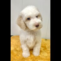 Labradoodle